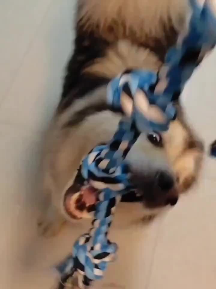 Six Piece Indestructible Dog Chew Toys Set For Aggressive Chewers Teething And Dental Cleaning Indoor Outdoor Tug Of War