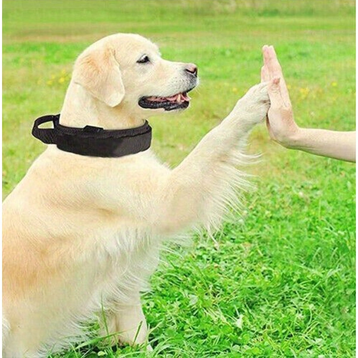 2pcs Heavy Duty Tactical Dog Collar with Handle & Metal Buckle - 1.5" Wide Nylon -Grade Obedience Training Collar for Large/Medium Dogs (German Shepherd,, Labrador) - Adjustable, Padded, Outdoor, Camping, Hunting Gear